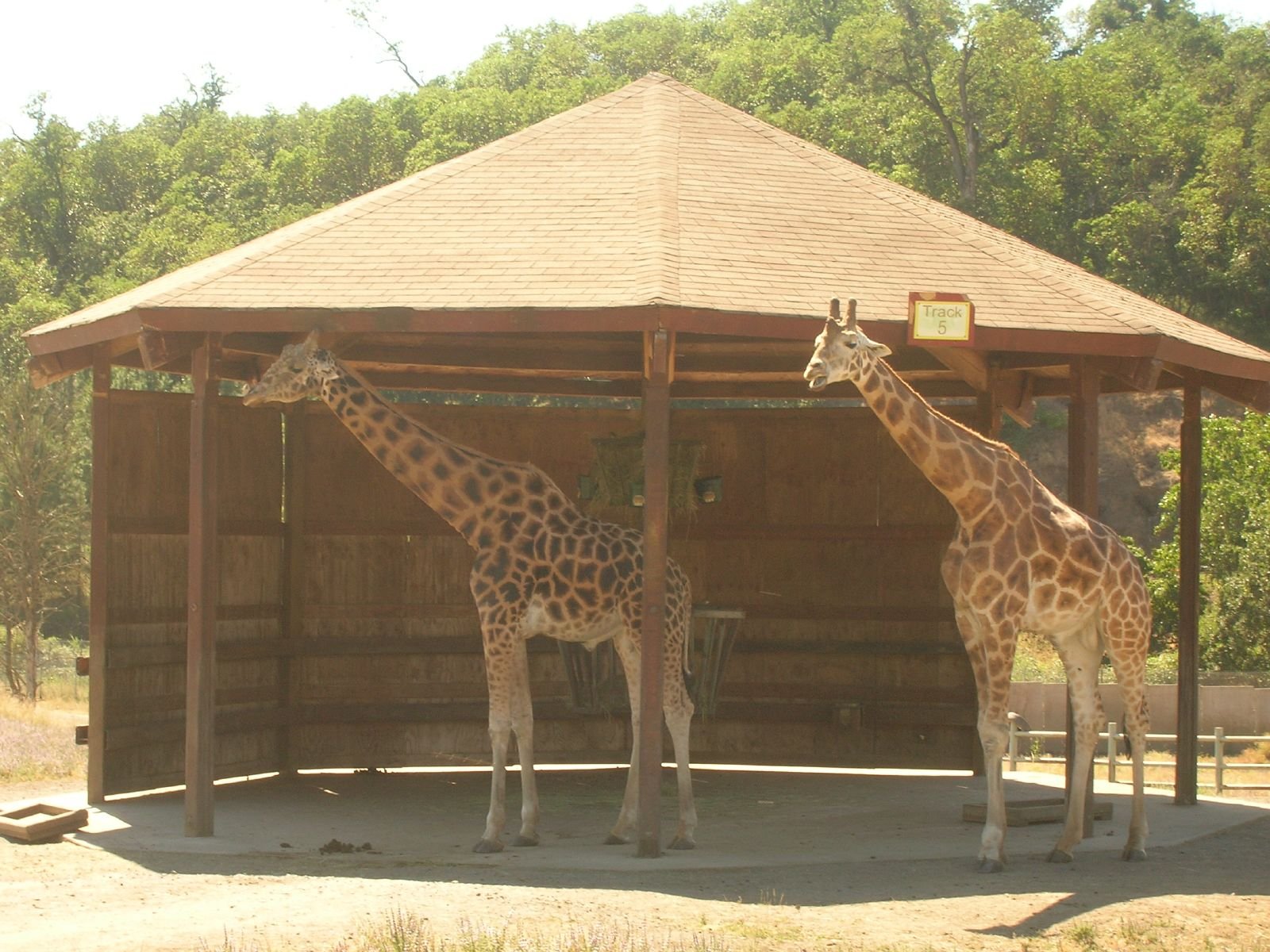 The Ultimate 7-Day Best of Tanzania Wildlife Safari: Serengeti, Ngorongoro, Tarangire & Beyond