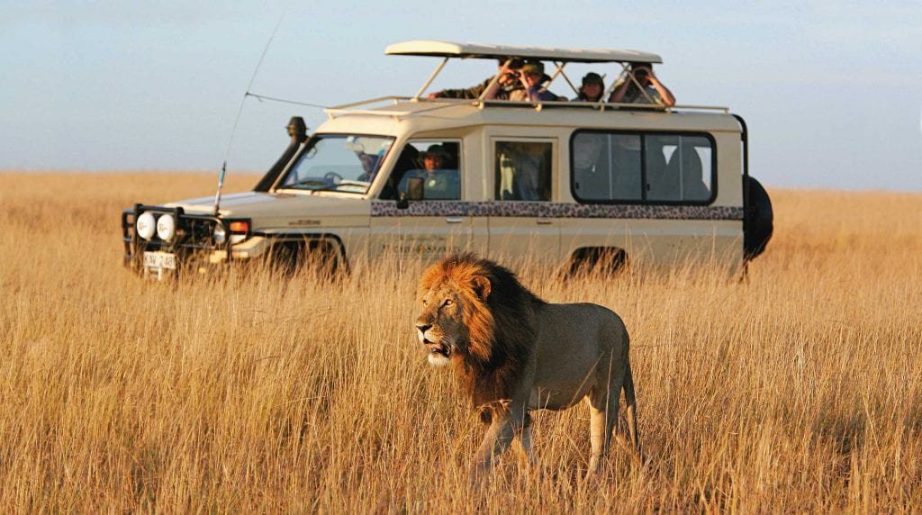 Wildlife & Safari Tours, Trips & Cruises For 2025-2027: Your Ultimate Guide to Epic Adventures in the Wild